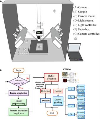 Application of Machine Vision System in Food Detection